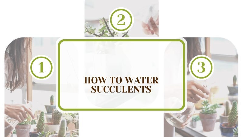 Water Succulents in Right Way Plant America Water Succulents in Right Way Plant America