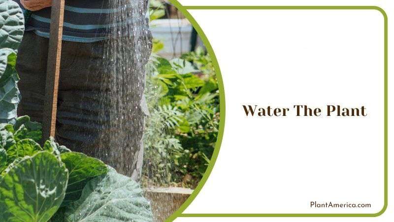Water The Plant Plant America