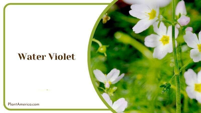 Water Violet Plant that Grows in The Rivers and Ponds Plant America