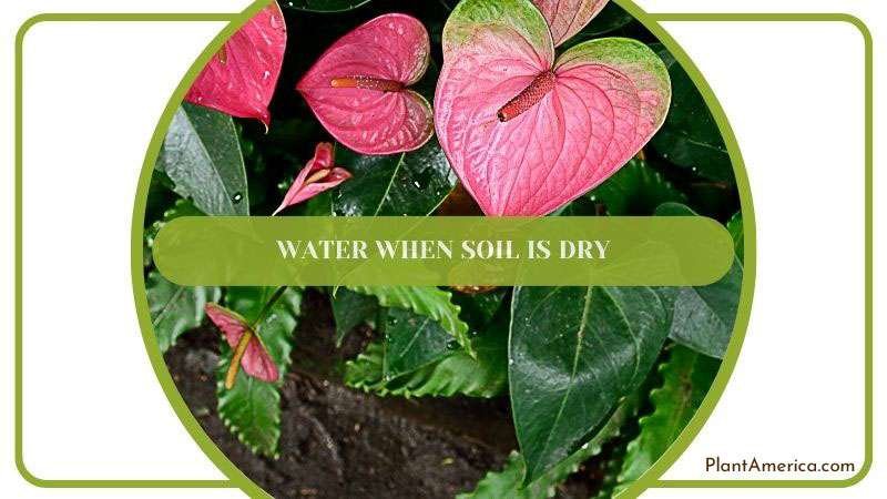 Water When Soil is Dry ~ PlantAmerica