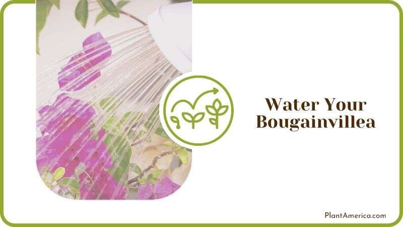 Water Your Bougainvillea Plant America