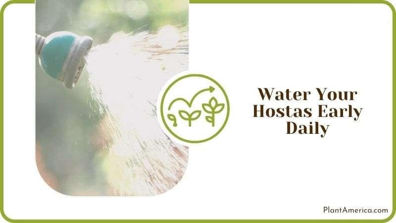 Water Your Hostas Early Daily Plant America