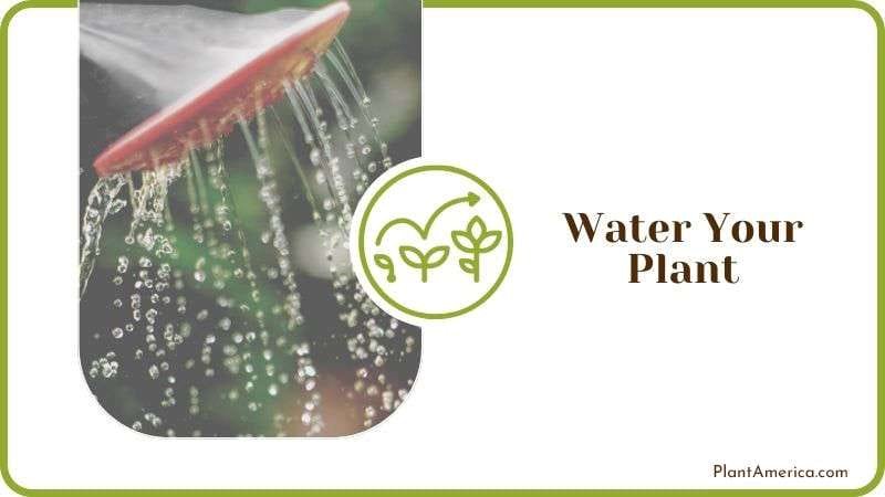Water Your Plant Plantamerica