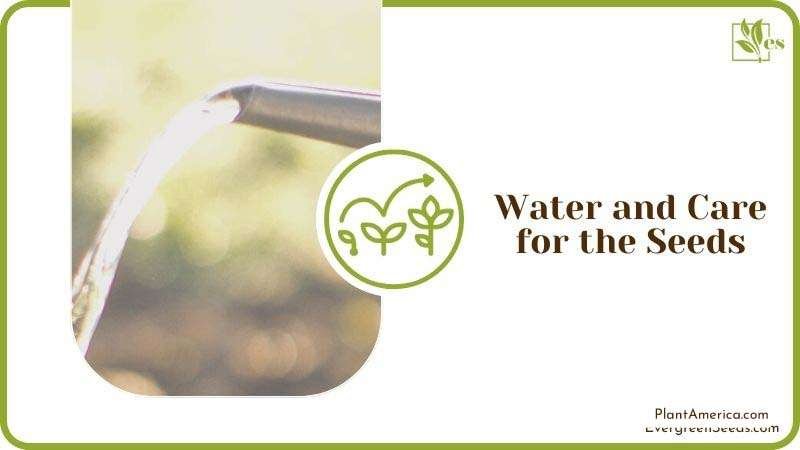 Water and Care for Citronella Seeds Plant America Water and Care for Citronella Seeds Plant America