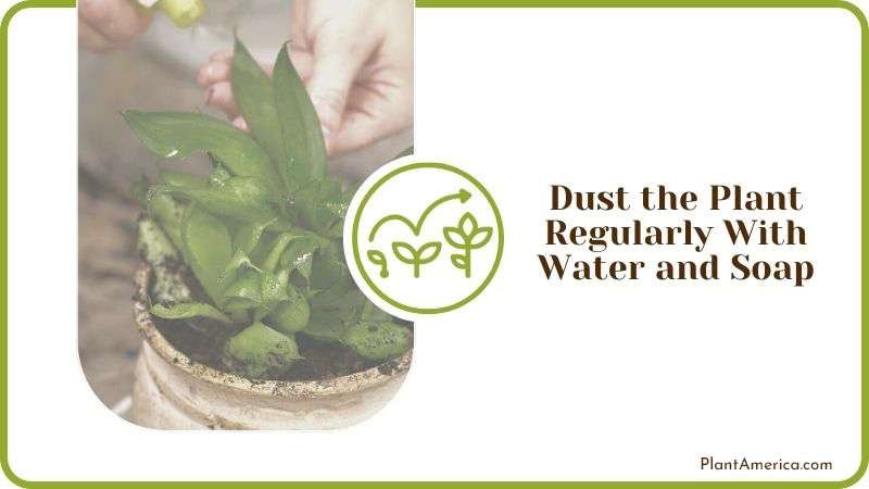 Water and Soap Spray for Shiny Leaves Plant America