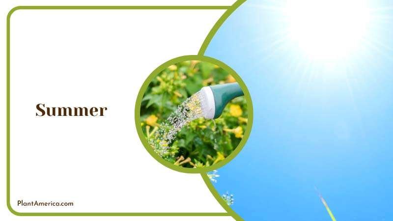Water for Monstera Plants in Summer ~ PlantAmerica