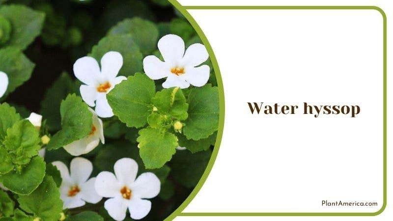 Water hyssop PlantAmerica
