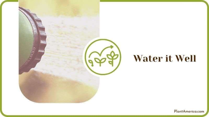 Water it Well Plant America Water it Well Plant America