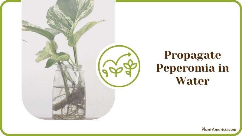 Water propagation houseplant PlantAmerica