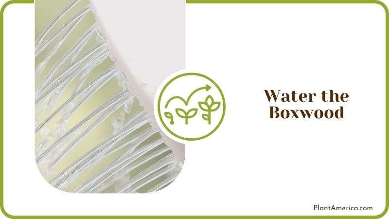 Water the Boxwood Plant Plant America