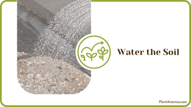 Water the Soil Deeply so That It Flows to The Roots Plant America Water the Soil Deeply so That It Flows to The Roots Plant America
