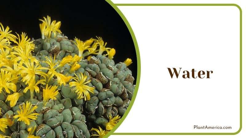 Water your Conophytum Burgeri during the fall Plant America