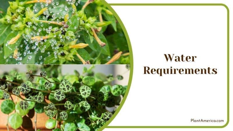 Watered Twice a Week on Peperomia PlantAmerica