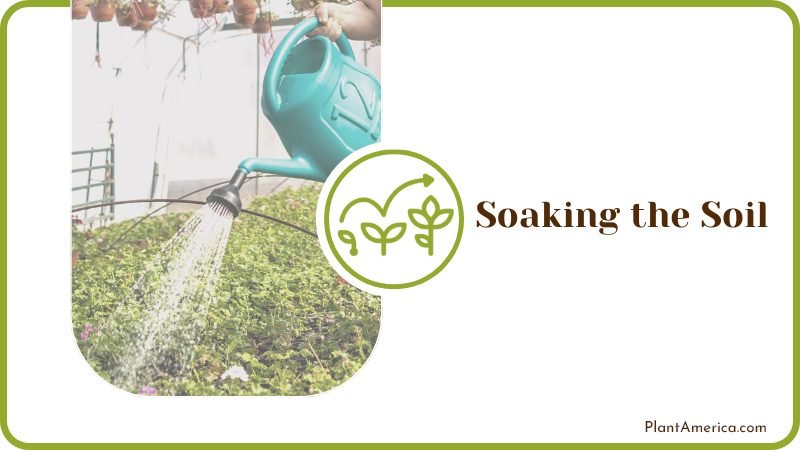 Watering Air Plants Plant America Watering Air Plants Plant America