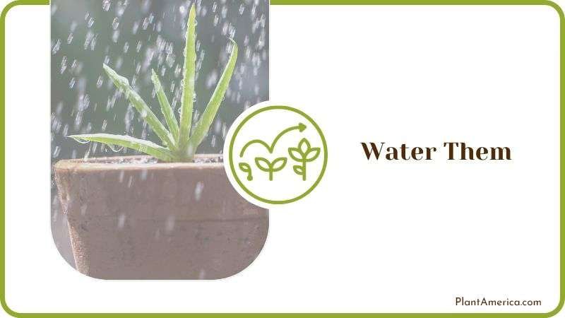 Watering Aloe Vera Plants