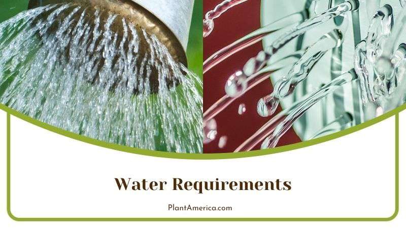 Watering Anacampseros Rufescens Plant America