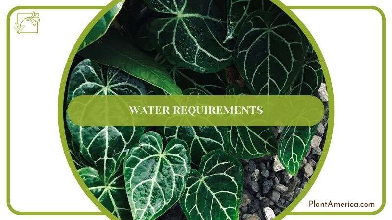 Humayun How to Content IMAGE Checking Anthurium for Stunted