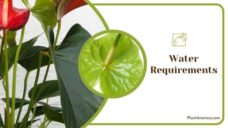 Content Images List Post Admirable Fireburst Anthurium for Ind Content Images List Post Admirable Fireburst Anthurium for Ind