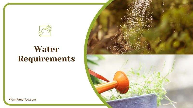 Watering Anthurium Plowmanii ~ PlantAmerica