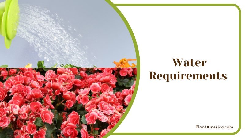 Watering Begonia Conchifolia ~ PlantAmerica