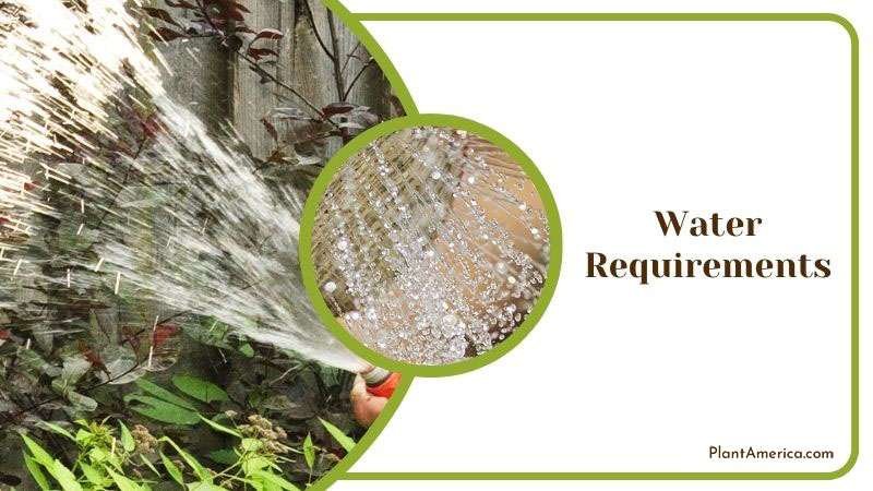 Watering Begonia Fuchsioid ~ PlantAmerica Watering Begonia Fuchsioid ~ PlantAmerica