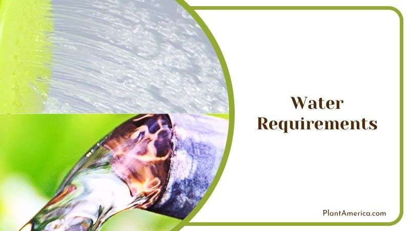 Watering Black Magic Rose Plant America