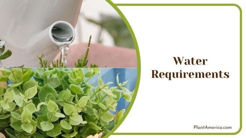 Watering Callisia Repens Plant America