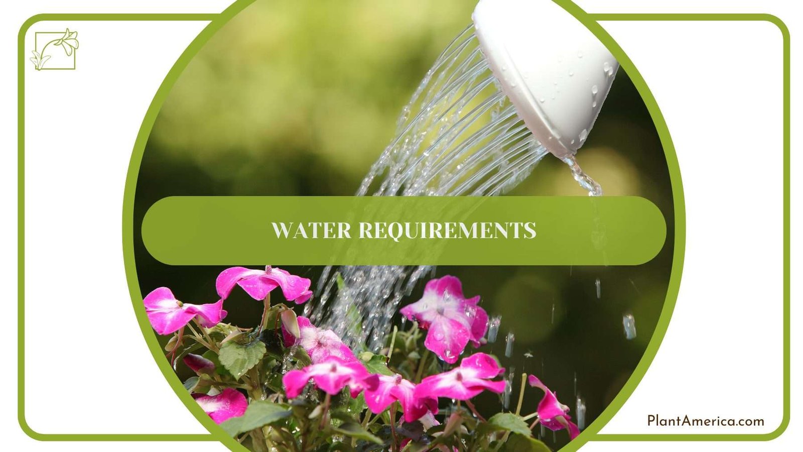 Watering Creeping Charlie PlantAmerica Watering Creeping Charlie PlantAmerica