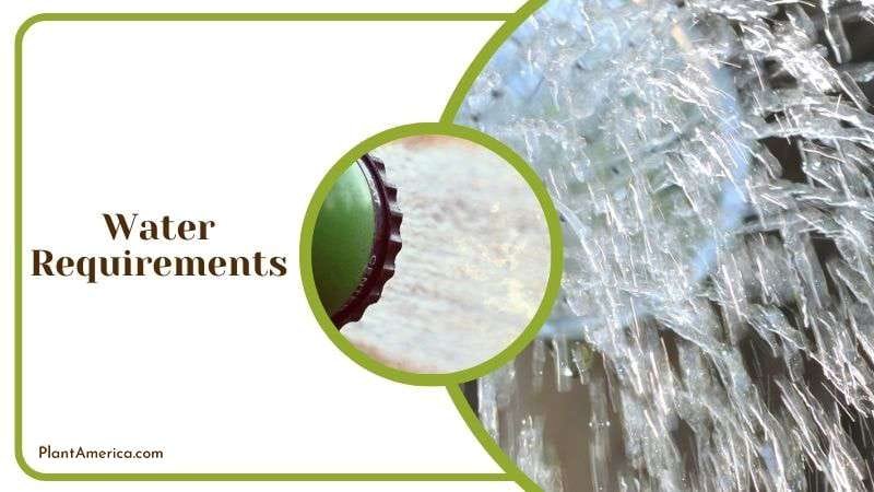 Watering Crocodile Fern Plant America