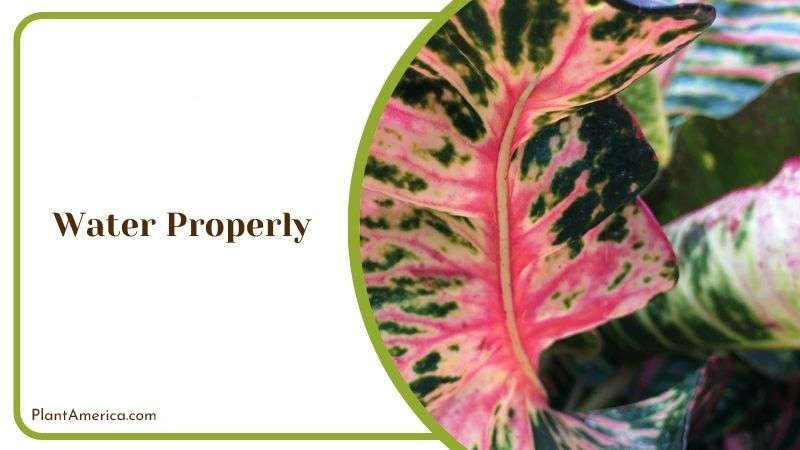 Watering Croton Tree