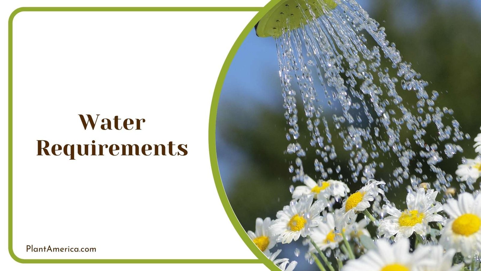 Watering Daisies Plant America