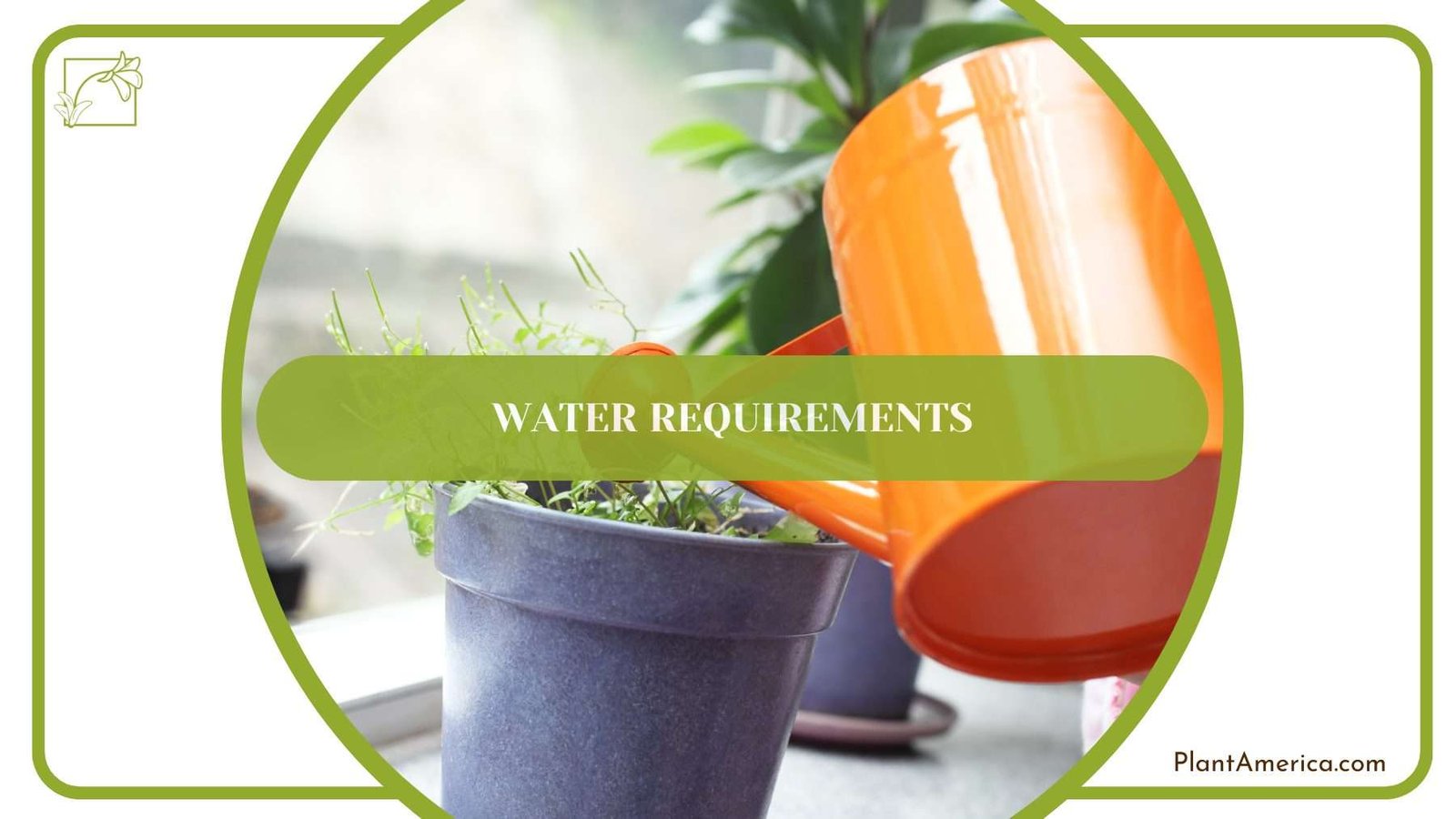 Watering Donkey Ear Plant PlantAmerica