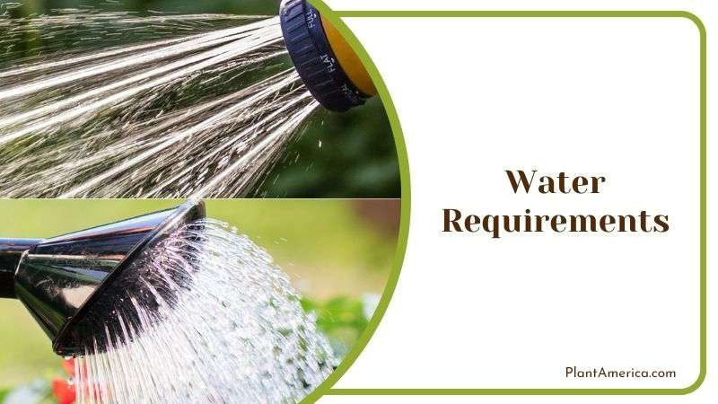 Watering Evelyn Plant Plant America