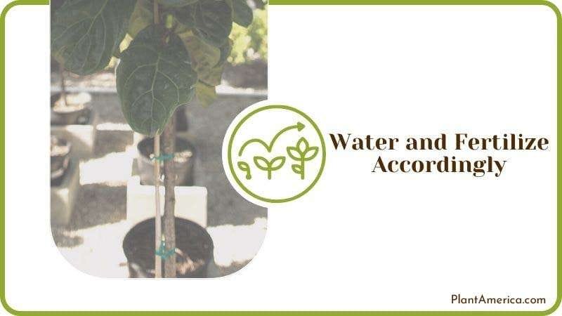Watering Fiddle Leaf Plant America