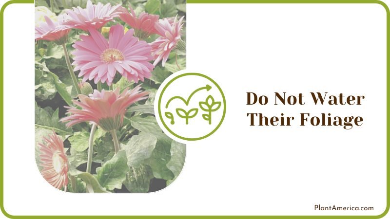 Watering Foliage Tips Plant America