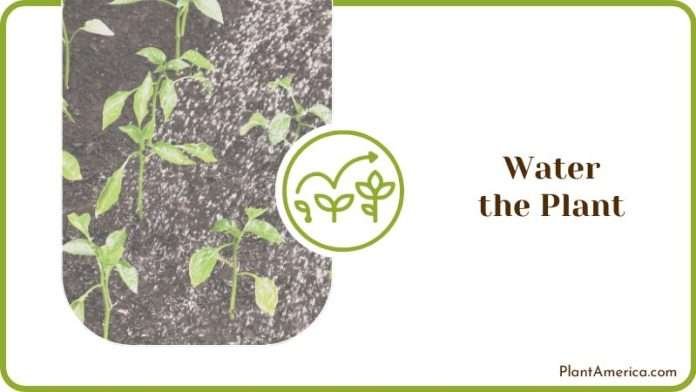 Transplanting Four O’clock Plants: Vital Strategies for You - Plant America