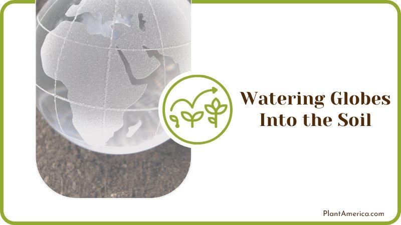 Watering Globes Into the Soil Plant America