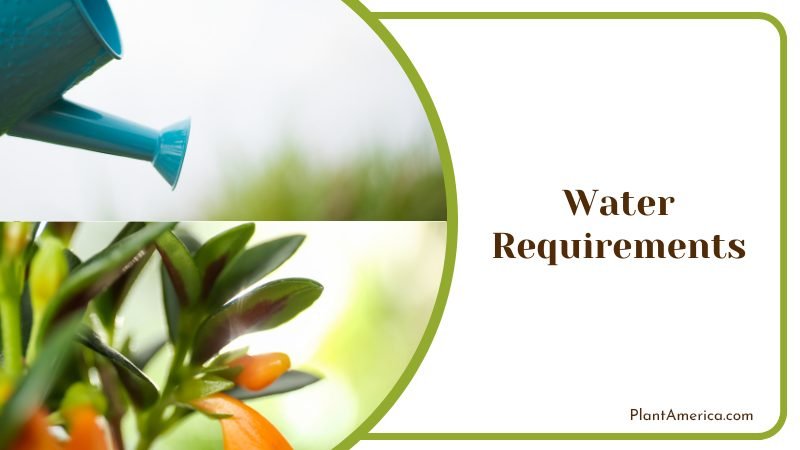 Watering Goldfish Plant Plant America