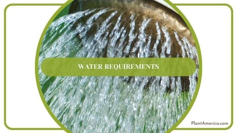 Watering Guide for Watermelon Peperomia Plant America