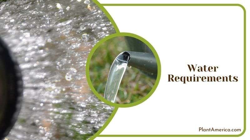 Watering Guide of Ficus Tineke Plant America