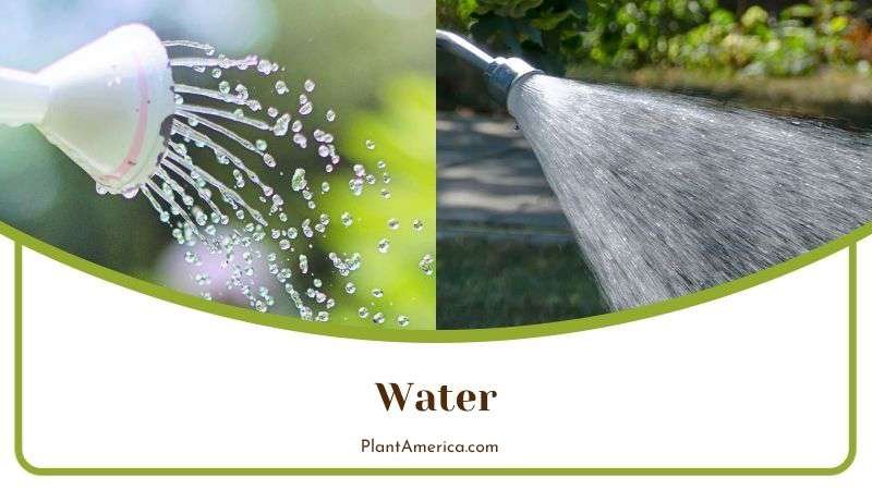 Watering Haworthia Succulent Plant America Watering Haworthia Succulent Plant America