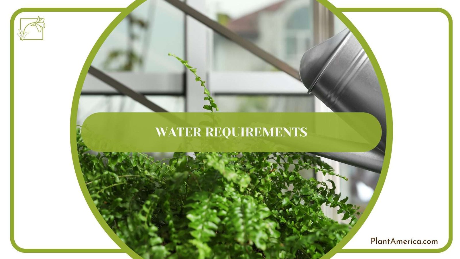 Watering Lemon Fern PlantAmerica