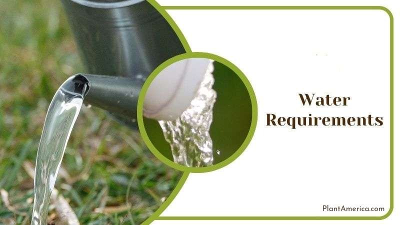 Watering Method for Subhastatum Plant Plant America