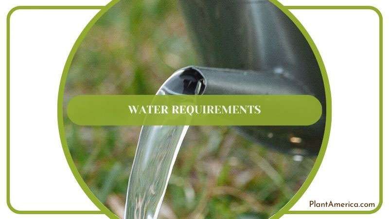 Watering Method of Anthurium Plant ~ PlantAmerica Watering Method of Anthurium Plant ~ PlantAmerica