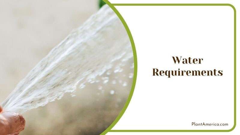 Watering Method of Eyelash Plant ~ PlantAmerica