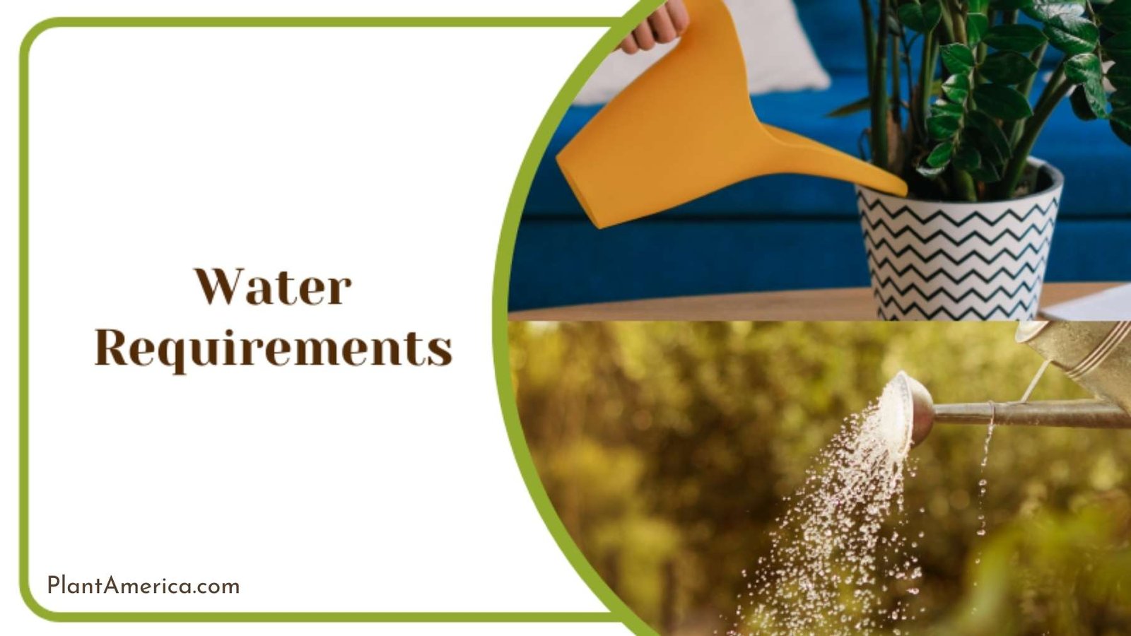 Watering Monstera Peru ~ Plant America