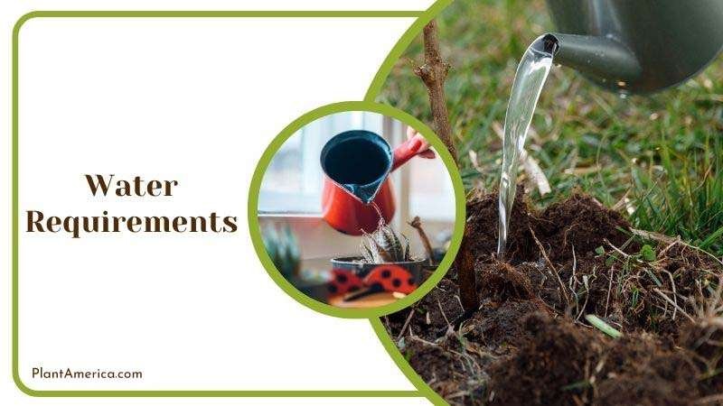 Muhamed Focus on details Image Water Requirements