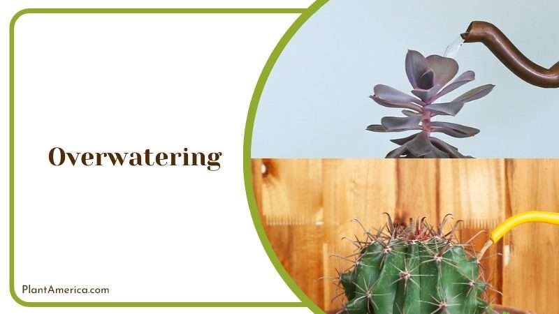 Watering Myrtillocactus Geometrizans Plant America