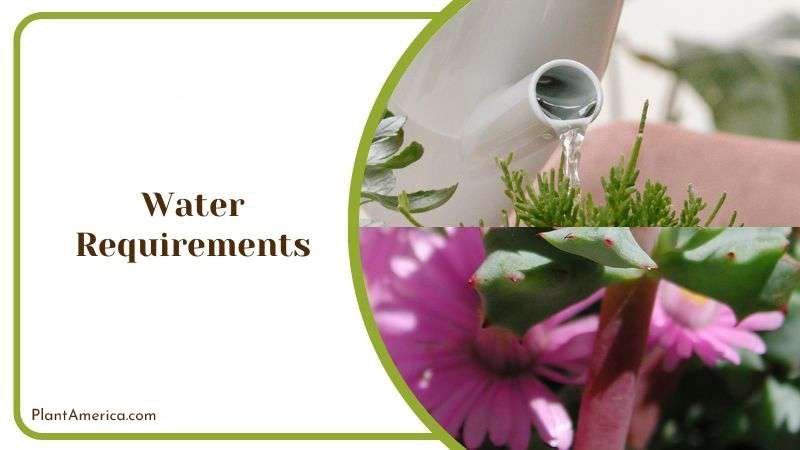 Watering Oscularia Deltoides Plant America Watering Oscularia Deltoides Plant America