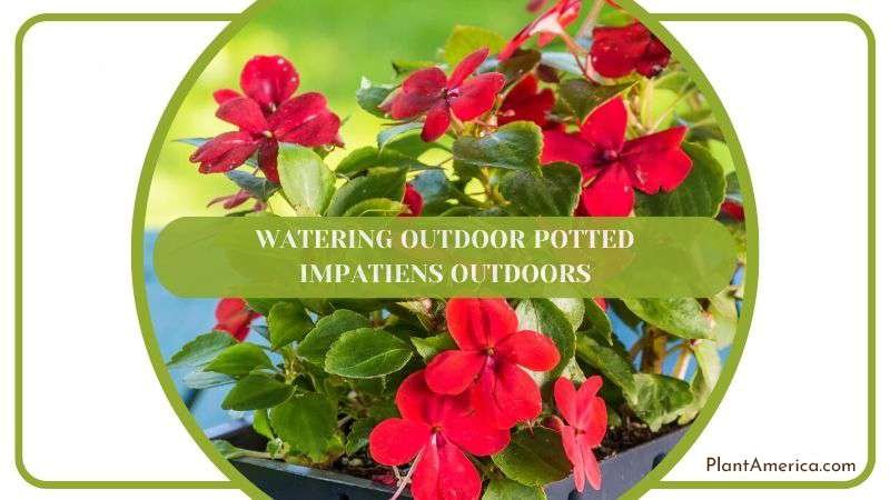 Watering Outdoor Potted Impatiens Outdoors Plant America